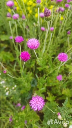 Мёд Расторопша+ Акация