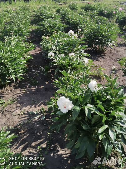 Пионы сортовые саженцы