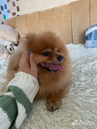 Передержка животных на время отпуска