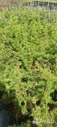 Лиственница растение