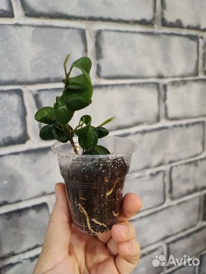 Фикусы, мини монстера, бегония