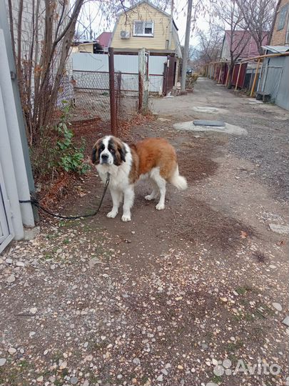 Вязка собак сербернар