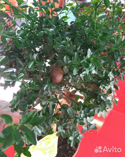 Микроцитрусы Rosso, Эремооанж, Virgata, R. Pearl