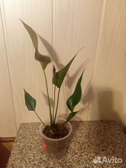 Антуриум Блек