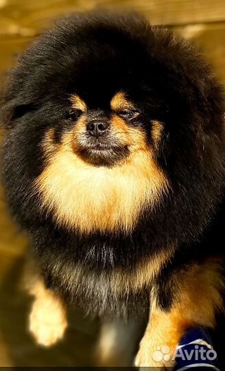 Неотразимая девчуля