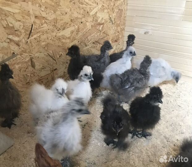 Яйцо инкубационное Китайские Шелковые