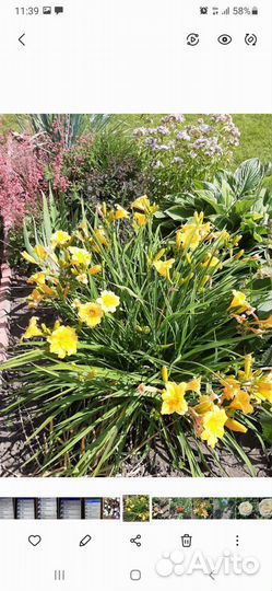 Многолетники для сада 2