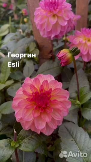 Продажа клубней георгинов