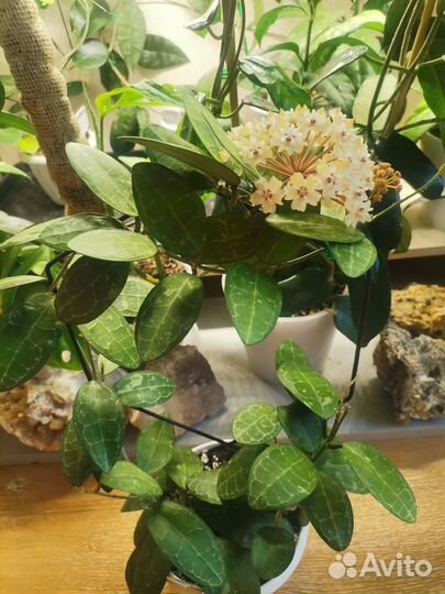 Хойя, эписция