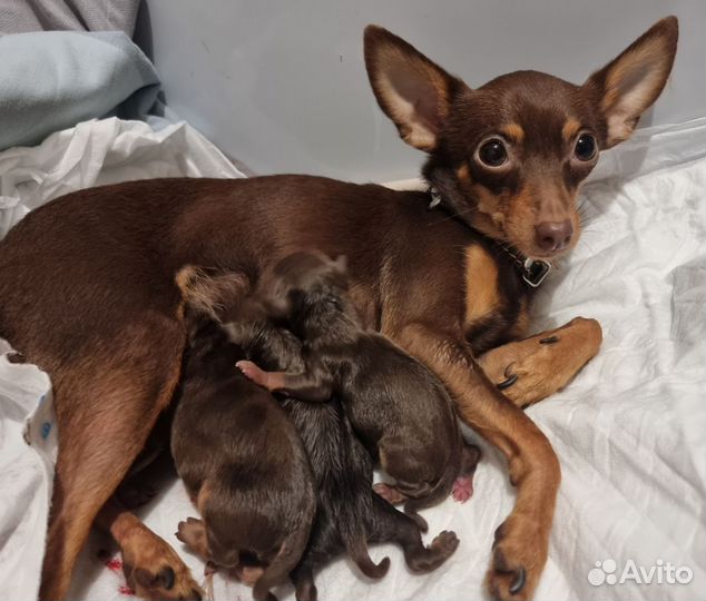 Той-терьер щенки