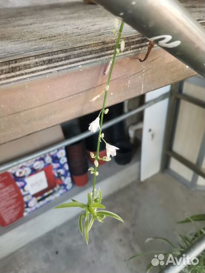 Хлорофитум