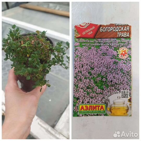 Многолетнии травы, цветы