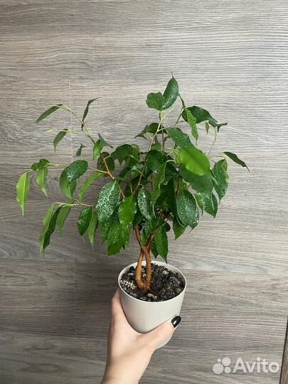 Фикус бенджамина