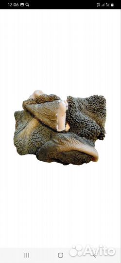 Мясо для собак