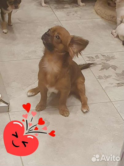 Супер мини и мелкий стандарт