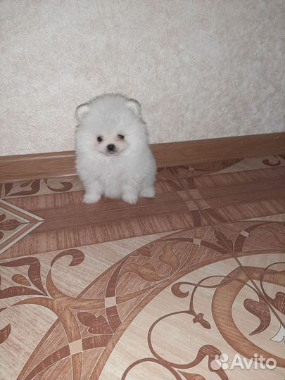 Померанский шпиц мини