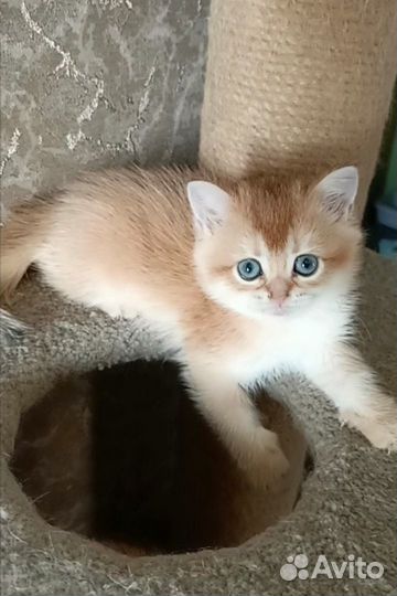 Золотые шиншиллы