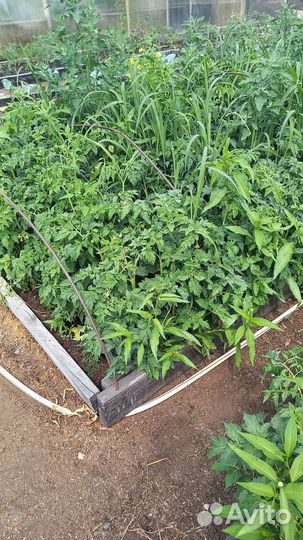 Рассада помидор цена за 10шт в наличии много