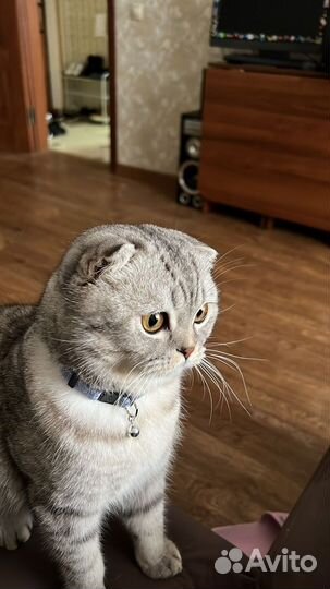 Шотланский кот