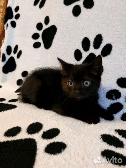 Котенок