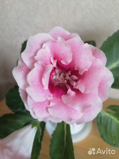Глоксиния лист розовая