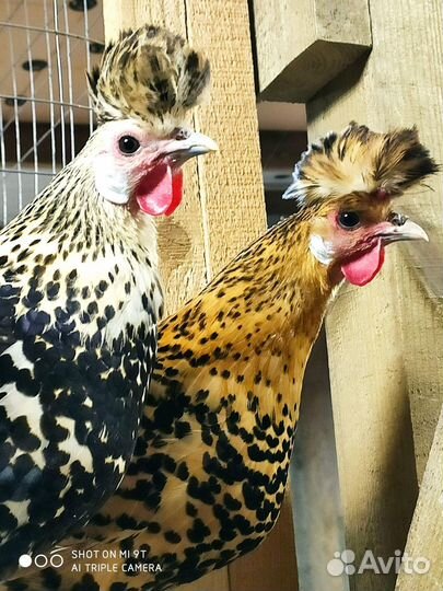 Ия Аппенцеллер