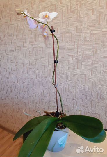 Орхидея фаленопсис