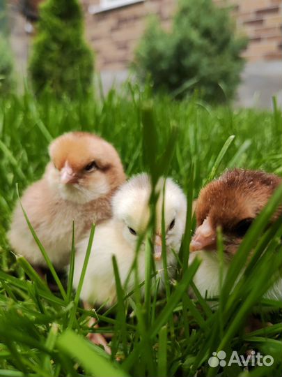 Цыплята суточные