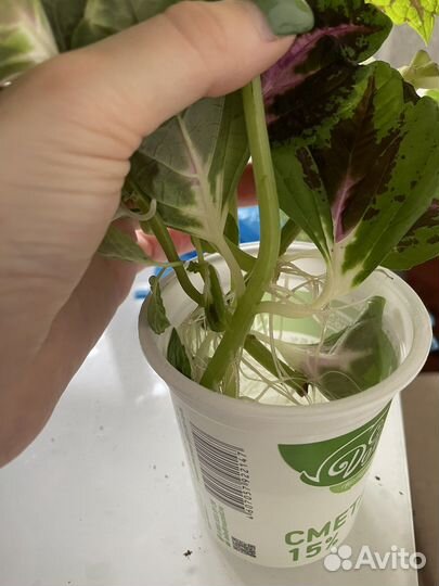 Черенки колеуса