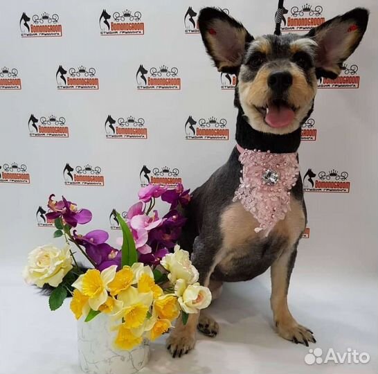 Стрижка собак, кошек. Чистка зубов