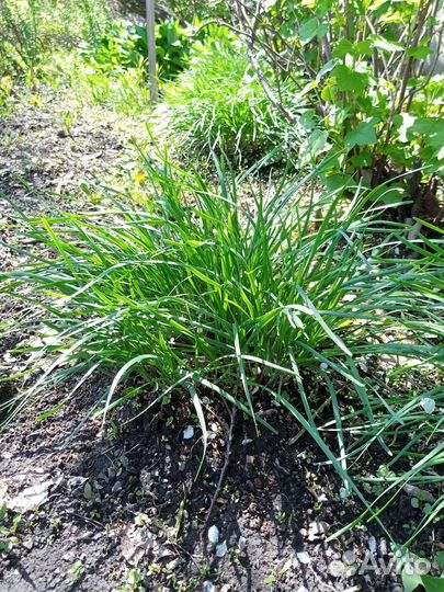 Лук душистый Джусай в Партизанске