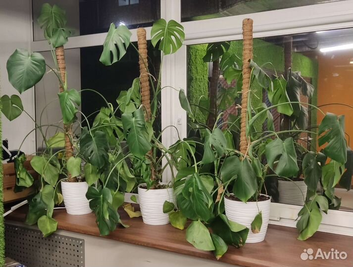 Монстера (3 шт)