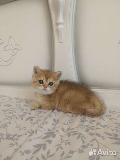 Кошечка золотая шиншилла