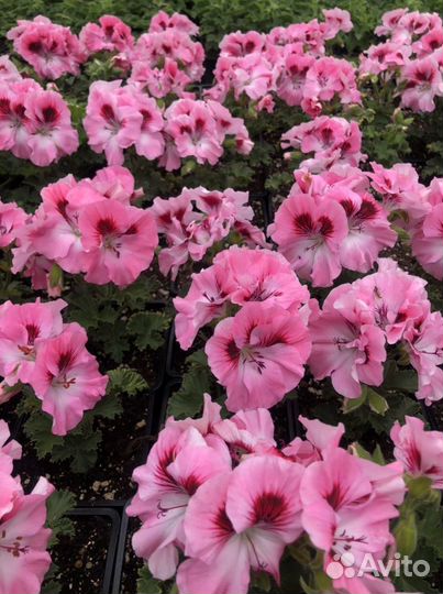 Пеларгония королевская и зональная