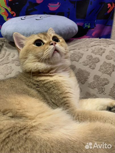 Кот на вязку золотая шиншилла