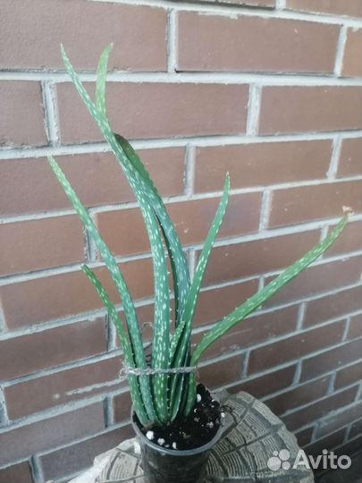 Алоэ Вера лечебный