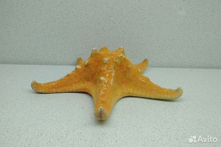 Звезда оранжевая 15,8 морской сувенир подарок