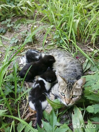 Котята в добрые руки бесплатно