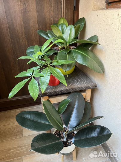 Комнатные растения