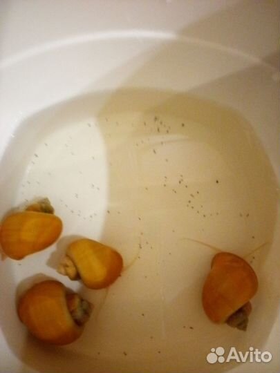 Улитки аквариумные бесплатно