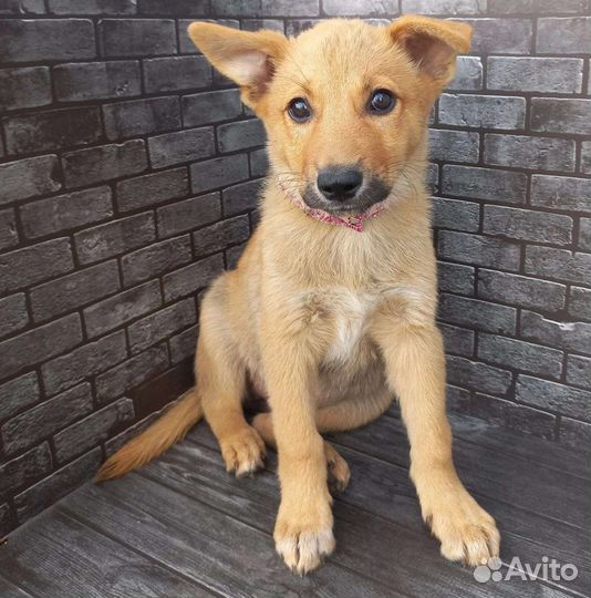 Щенки лайки помесь