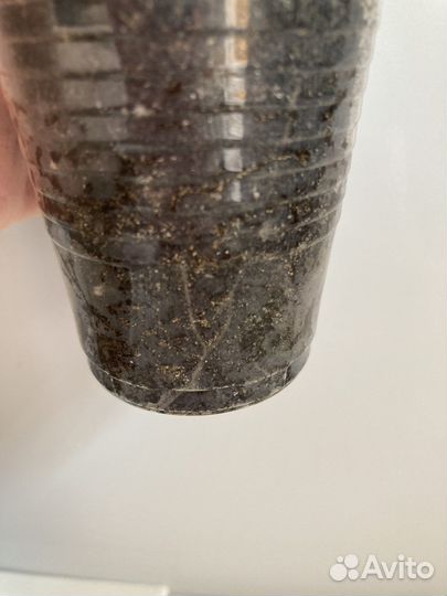 Душистая пеларгония P. graveolens cv 