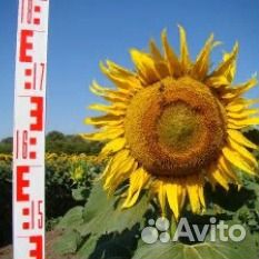 Семена подсолнечника Иван Иваныч