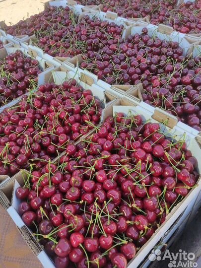 Черешня оптом