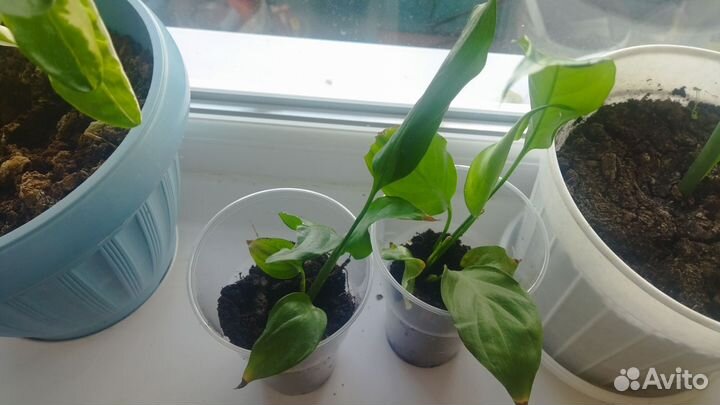 Комнатные цветы