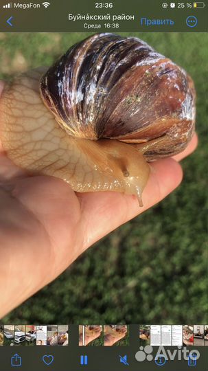 Улитки ахатины большая