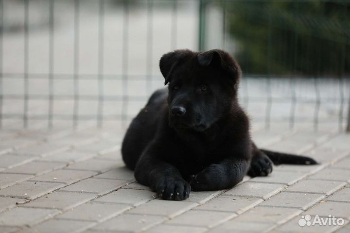 Черный немец