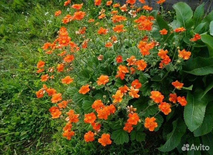 Многолетние цветы для сада, дачи, гравилат