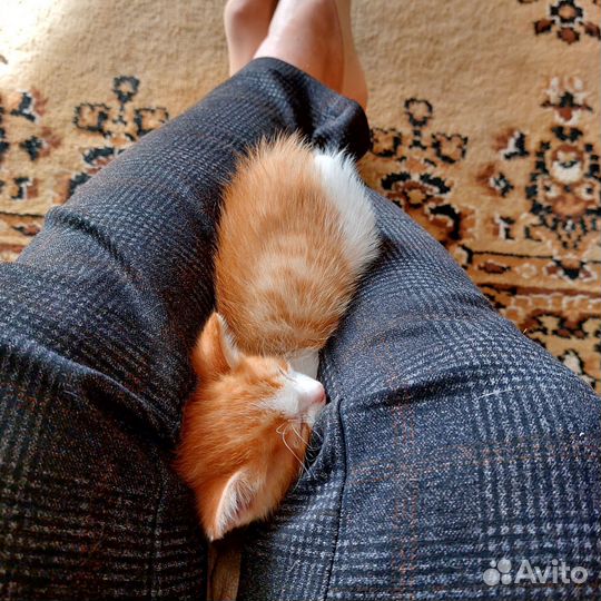 Рыжий котенок