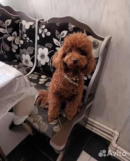 Той-пудель ред браун